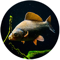 karas-obecny-akvarium-pozadi-2048-min kopie